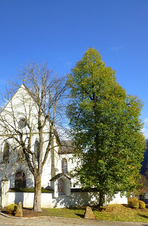 2 Bäume nebeneinander, einer mit viel Blätter, einer komplett ohne Blätter