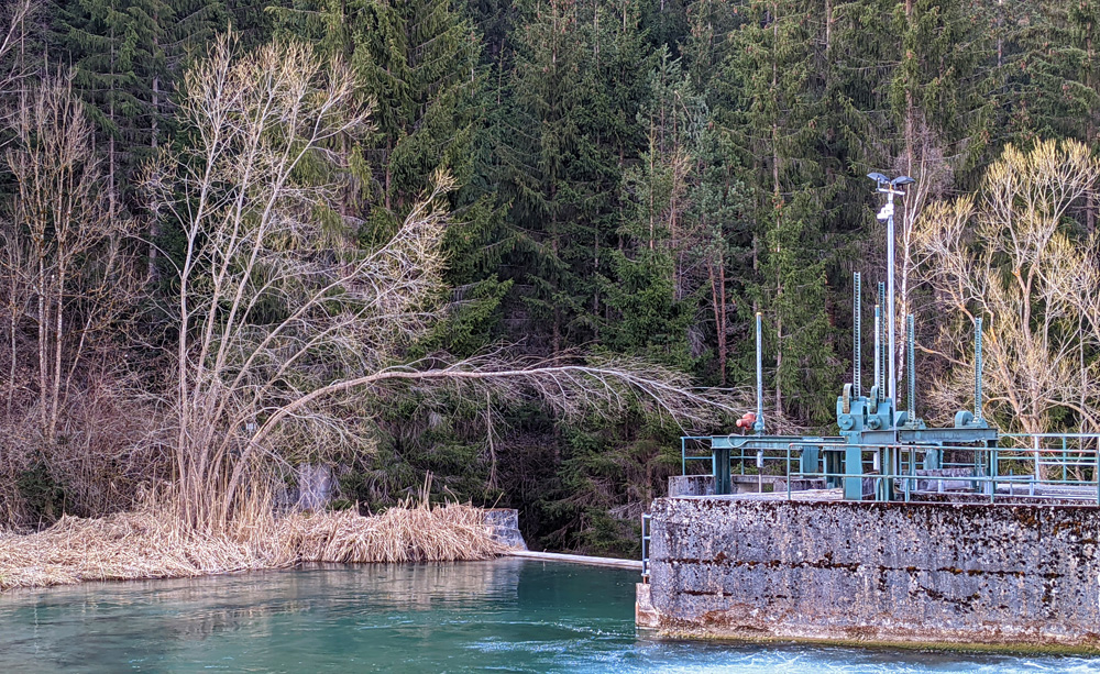 schmale Baumstauden am Stausee, eine davon fast waagrecht über das Wasser zur Staumauer geneigt