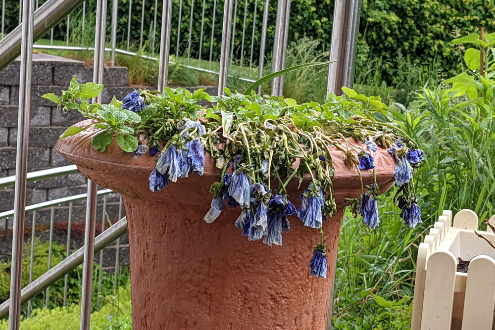 Blumenstock mit herunterhängenden Köpfen